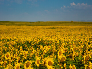 Obraz premium Sunflower field. Summer field. Yellow summertime field.