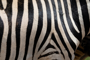 Abstract closeup of Zebra hide patterns with lines and stripes showing the textures and patterns of nature like a fingerprint, unique in every way