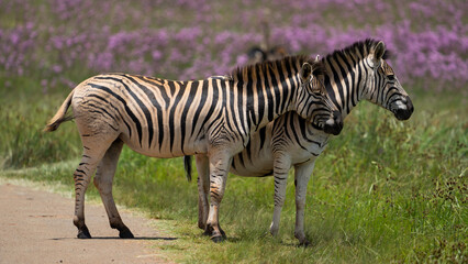 Zebra Grooming an cuddling each other after the mating season has passed. looking after each other and caressing behavior