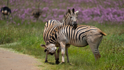Obraz na płótnie Canvas Zebra Grooming an cuddling each other after the mating season has passed. looking after each other and caressing behavior