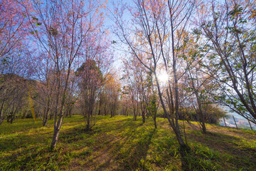 Fototapeta premium Sakura cherry flowers blossom trees of Phu Lom Lo national park, Phu Hin Rong Kla National Park, Thailand. Natural landscape background. Pink color in spring season.