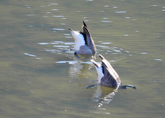 Canadian Geese synchronized diving activity