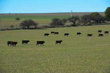 Cattle in pampas countryside, La Pampa, Argentina.