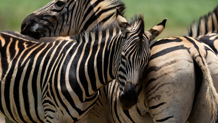 Zebra Grooming an cuddling each other after the mating season has passed. looking after each other...