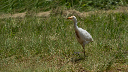 English cattle Egret Hitching a ride on the back of a cape buffalo in the wild life nature reserve while pecking off bugs and lice.