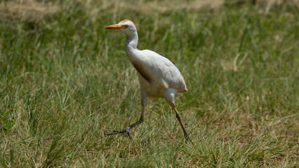 English cattle Egret Hitching a ride on the back of a cape buffalo in the wild life nature reserve while pecking off bugs and lice.