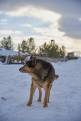 An elderly mongrel dog on white snow.