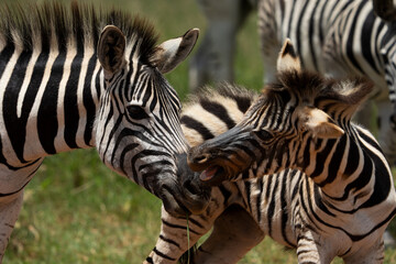 Naklejka premium Zebra Grooming an cuddling each other after the mating season has passed. looking after each other and caressing behavior
