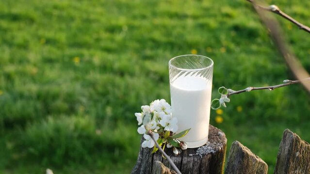 A glass of fresh pair milk stands on the post of an old wooden fence among branches with unopened buds of tree. Plum blossoms. 