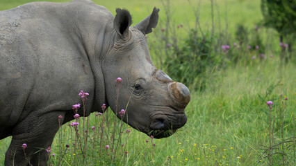 Fototapeta premium A De horned Rhino to avoid poachers from poaching her in the wildlife reserve as she is an endangered specie. Feeding gracefully in the long grass after the rainy season