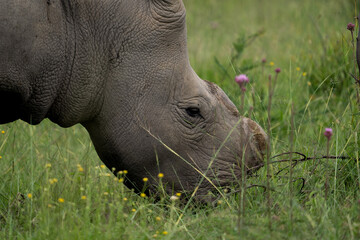 Fototapeta premium A De horned Rhino to avoid poachers from poaching her in the wildlife reserve as she is an endangered specie. Feeding gracefully in the long grass after the rainy season