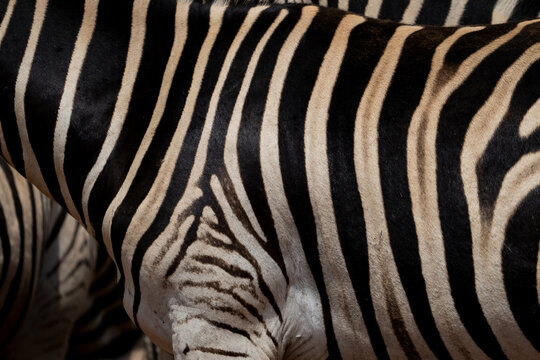 Abstract closeup of Zebra hide patterns with lines and stripes showing the textures and patterns of nature like a fingerprint, unique in every way