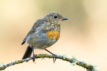Young Robin, Erithacus rubecula, sitting on a tree branch