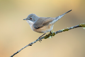 Female Subalpine Warbler, Sylvia cantillans, perched on a thin branch