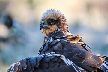 Close-up of Western Marsh Harrier, Circus aeruginosus