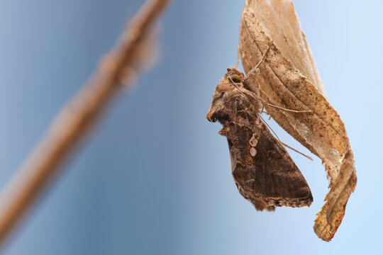 Nocturnal moth (Trichoplusia ni) perched on a branch after leaving its pupa, before flying.