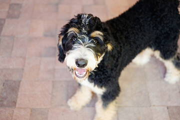 Bernedoodle fluffy dog