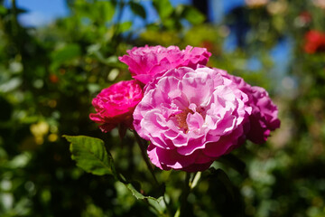 Teacup Rose bright pink