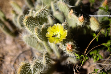 Prickly Pear Cactus in New Mexico