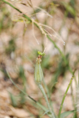 grasshopper on grass