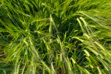 Cereal field growing in springtime in Spain