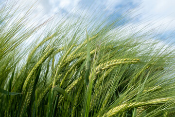 Cereal field growing in springtime in Spain