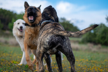 Dogs playing. Adult dogs playing. Dogs socializing. 