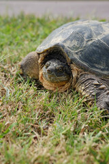Snapping turtle in the grass