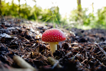 Amanita Muscaria in a forest in the Pyrennees. Poisonous Funghi. Deadly Funghi.