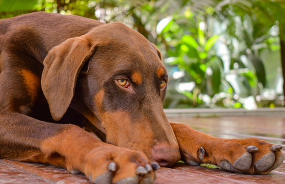 perro acostado en el suelo de pelaje color marron y naranja
