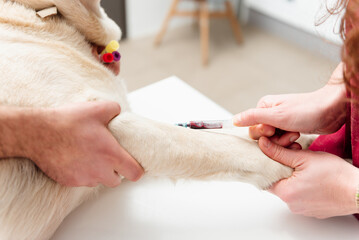 detail of the hands of a veterinary doctor extracting blood with a syringe from a dog. Veterinary...