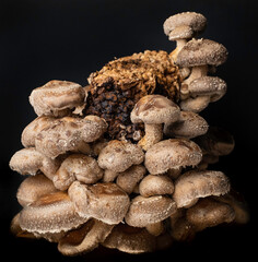 Fototapeta na wymiar Home-grown Shiitake Mushrooms