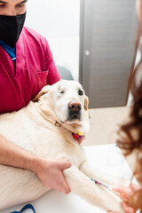 Two veterinarians taking blood from a Labrador breed dog in the veterinary clinic. health and pet care