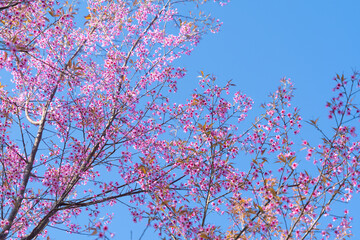 Sakura cherry flowers blossom trees of Phu Lom Lo national park, Phu Hin Rong Kla National Park, Thailand. Natural landscape background. Pink color in spring season.
