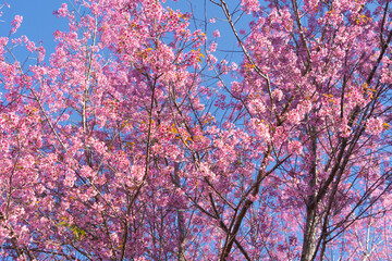 Sakura cherry flowers blossom trees of Phu Lom Lo national park, Phu Hin Rong Kla National Park, Thailand. Natural landscape background. Pink color in spring season.