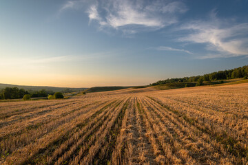 Fototapeta na wymiar Mowed field, evening field and blue sky.