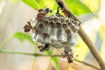 Close up wasps in a nest on branch