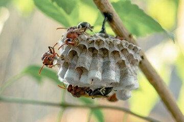 Close up wasps in a nest on branch