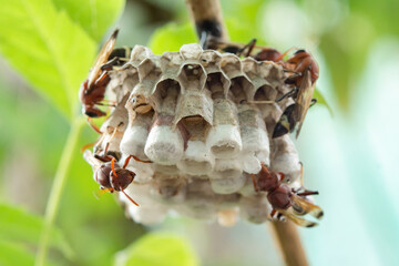 Close up wasps in a nest on branch