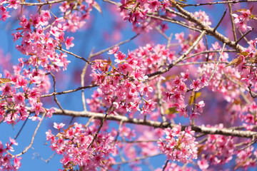 Sakura cherry flowers blossom trees of Phu Lom Lo national park, Phu Hin Rong Kla National Park, Thailand. Natural landscape background. Pink color in spring season.