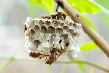 Close up wasps in a nest on branch