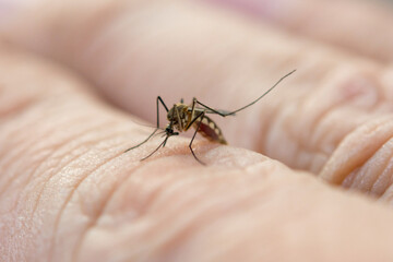Close up mosquito sucking blood from human skin