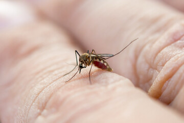 Close up mosquito sucking blood from human skin