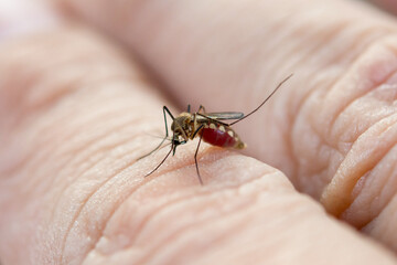 Close up mosquito sucking blood from human skin