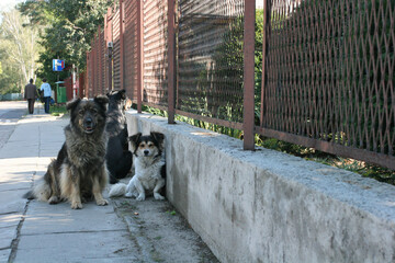 Dogs on the street