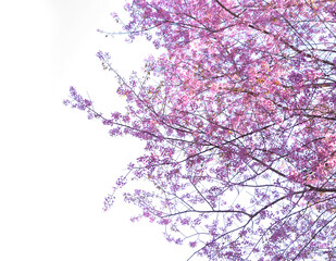 Obraz na płótnie Canvas Sakura cherry flowers blossom trees of Phu Lom Lo national park, Phu Hin Rong Kla National Park, Thailand. Natural landscape background. Pink color in spring season.