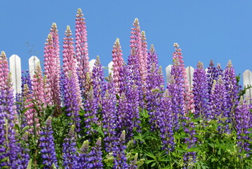 Lupinen (lupinus polyphyllus) vor weissem Gartenzaun