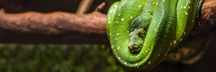 Green python snake on a branch with green leaves. A green python hangs on a branch of an old tree.