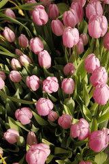 Petals and buds of pink tulip flowers in the garden in selective focus. Tulip 