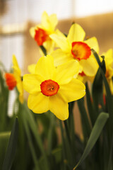 Lovely field with bright yellow and orange daffodils (Narcissus). Shallow dof and natural light.